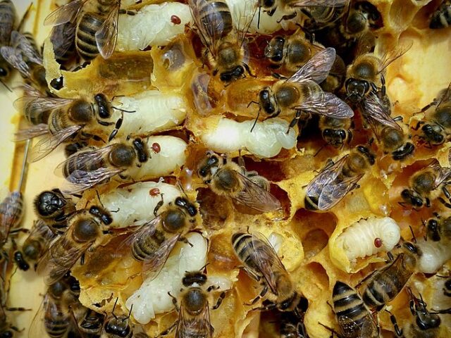 Mite Treatment for Bees: How Beekeepers are Vital to Saving The Honey Bees