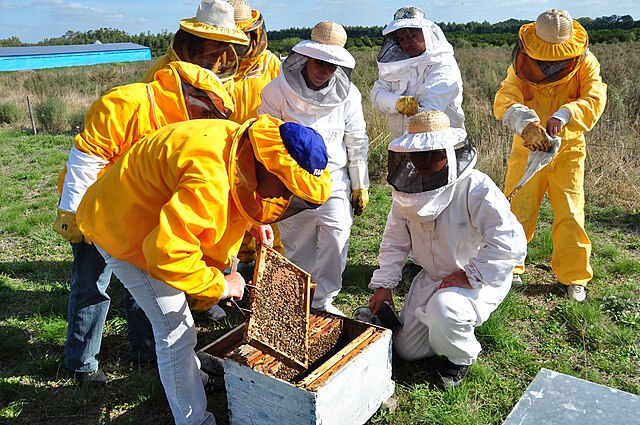 how to start beekeeing; beekeepers gathered round a hive for a group inspection